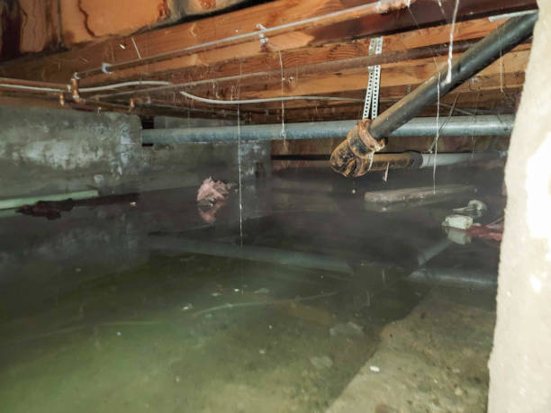Best Local water damage restoration  in Ridgeland, SC