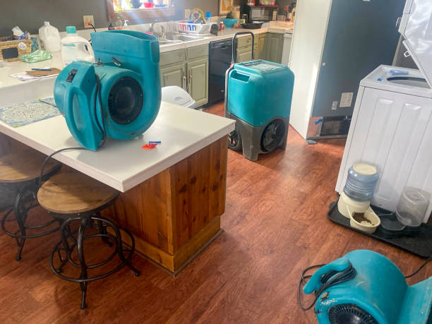 Best Mold removal after water damage  in Ridgeland, SC