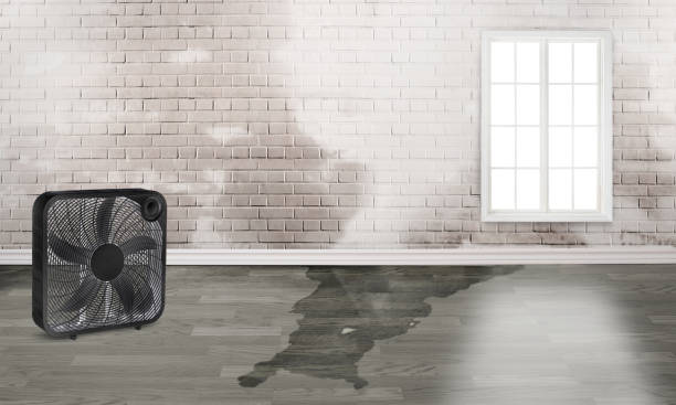 Best Water damage restoration services  in Ridgeland, SC